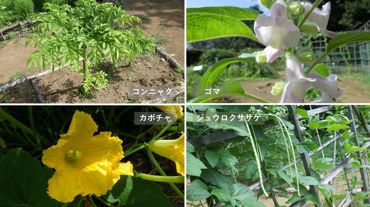 野菜の花いろいろ