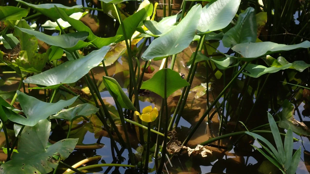 コウホネ
