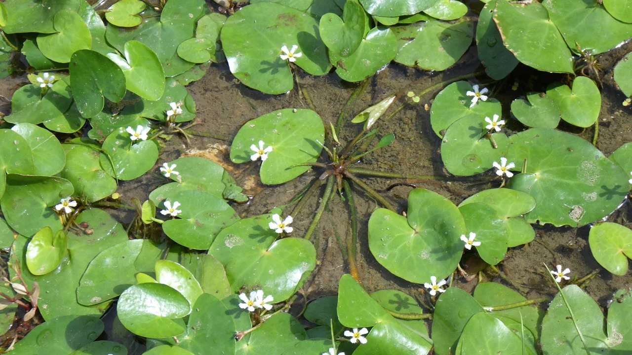 ヒメシロアサザ