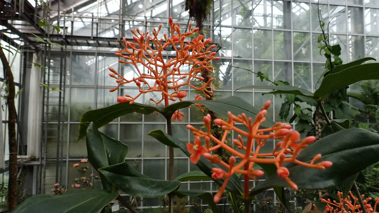 メディニラ・スコルテキニイ