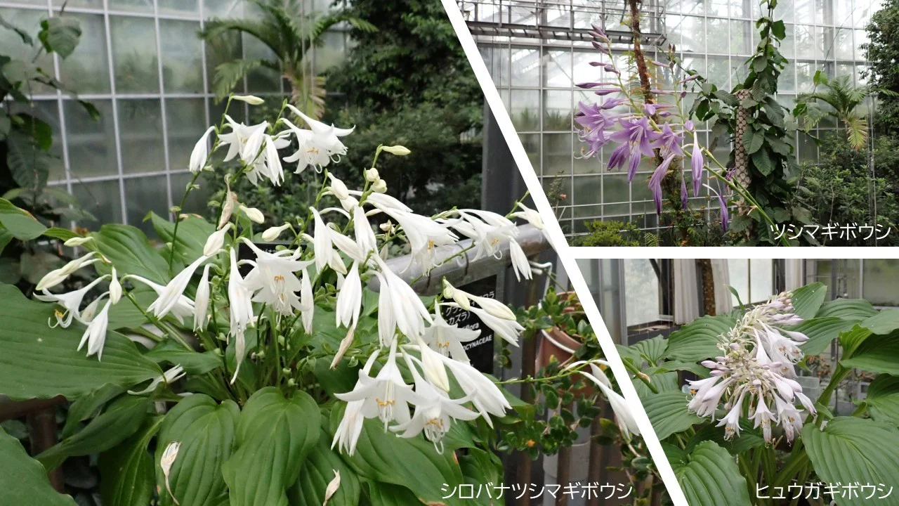 ギボウシ各種
