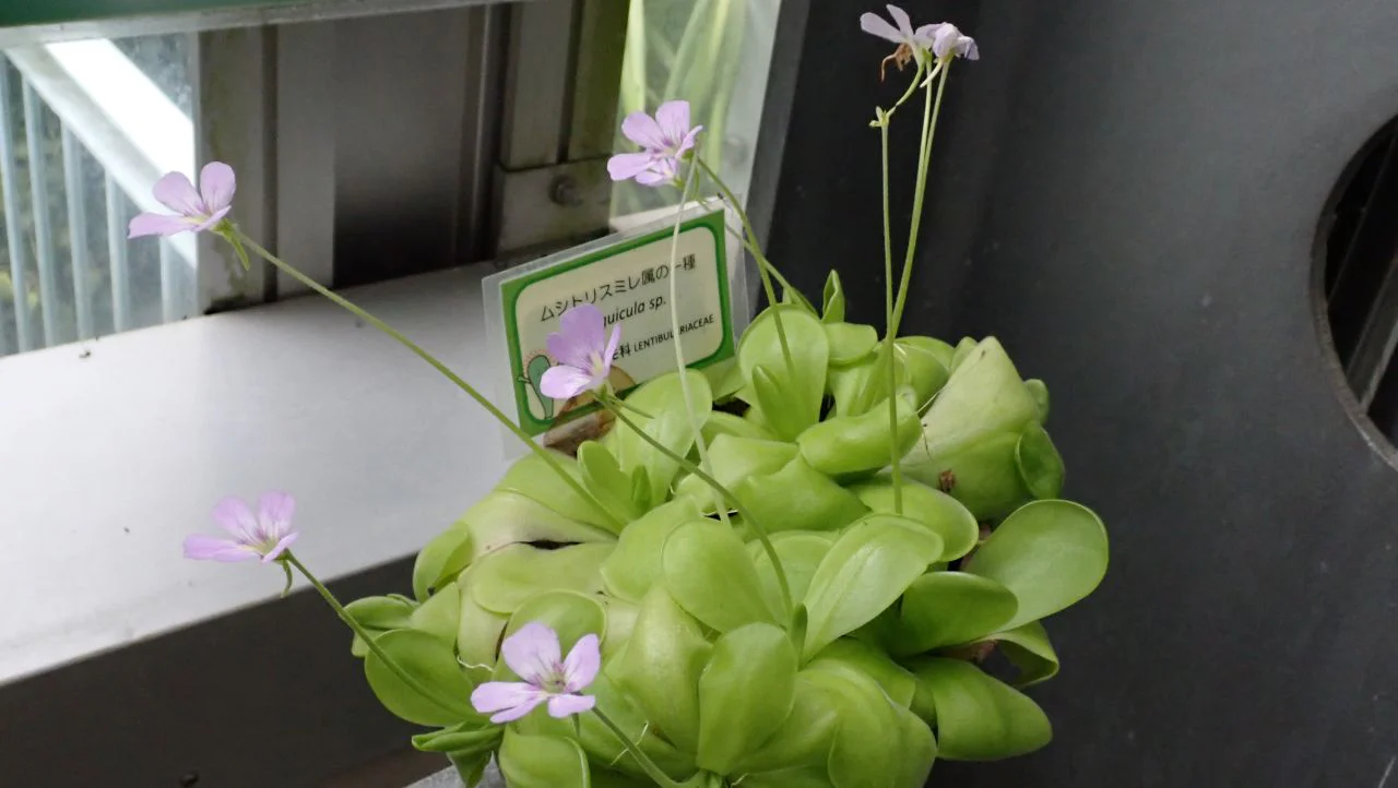 食虫植物コーナー