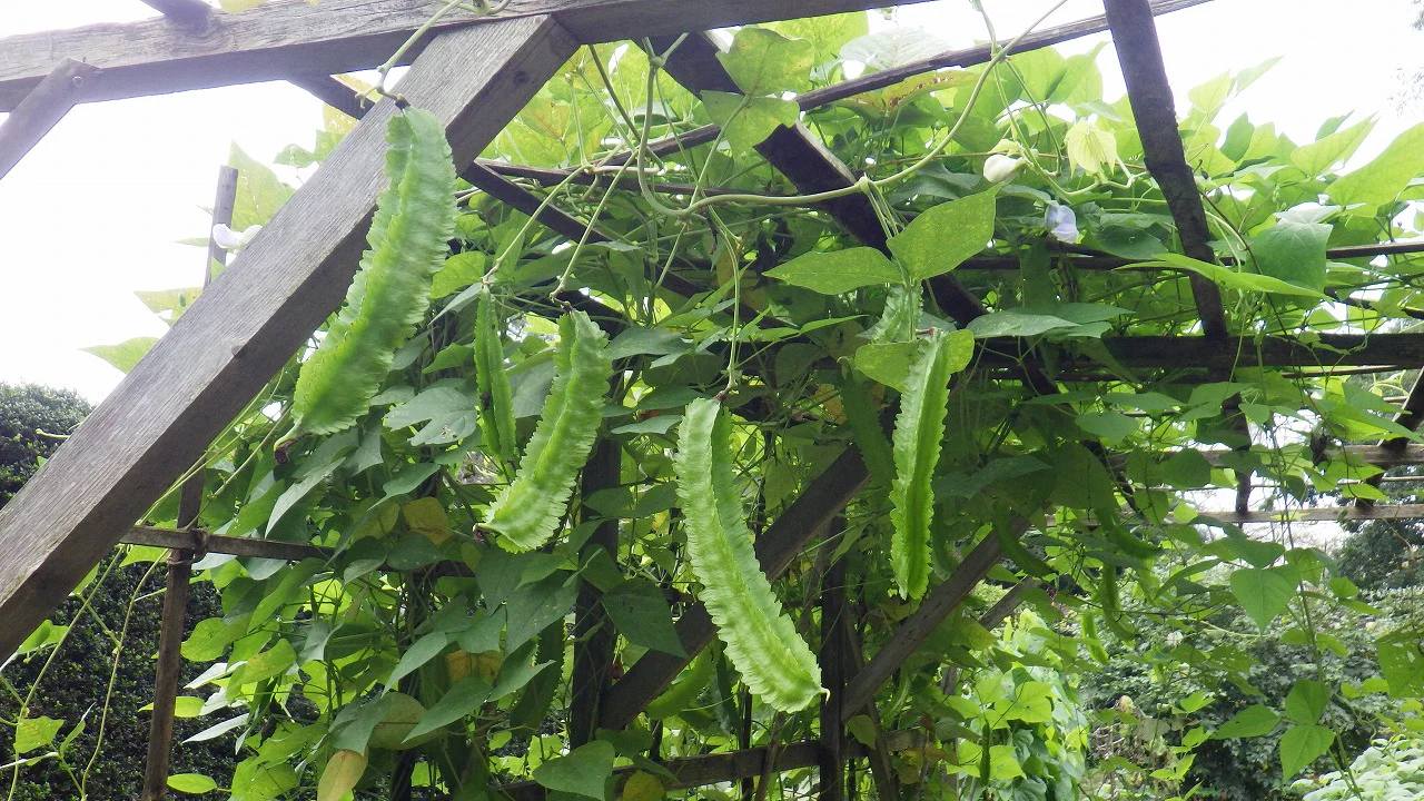 野菜いろいろ
