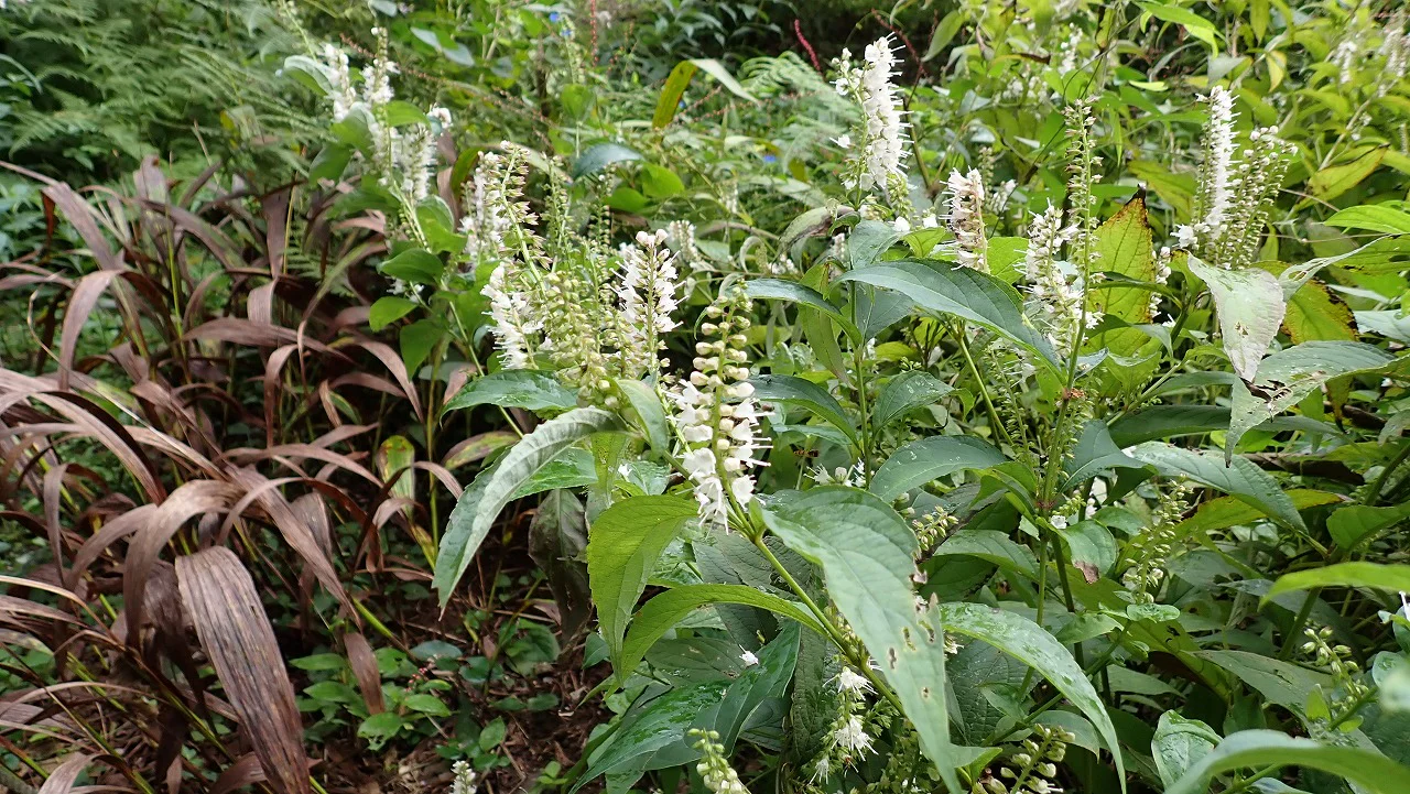 シモバシラ