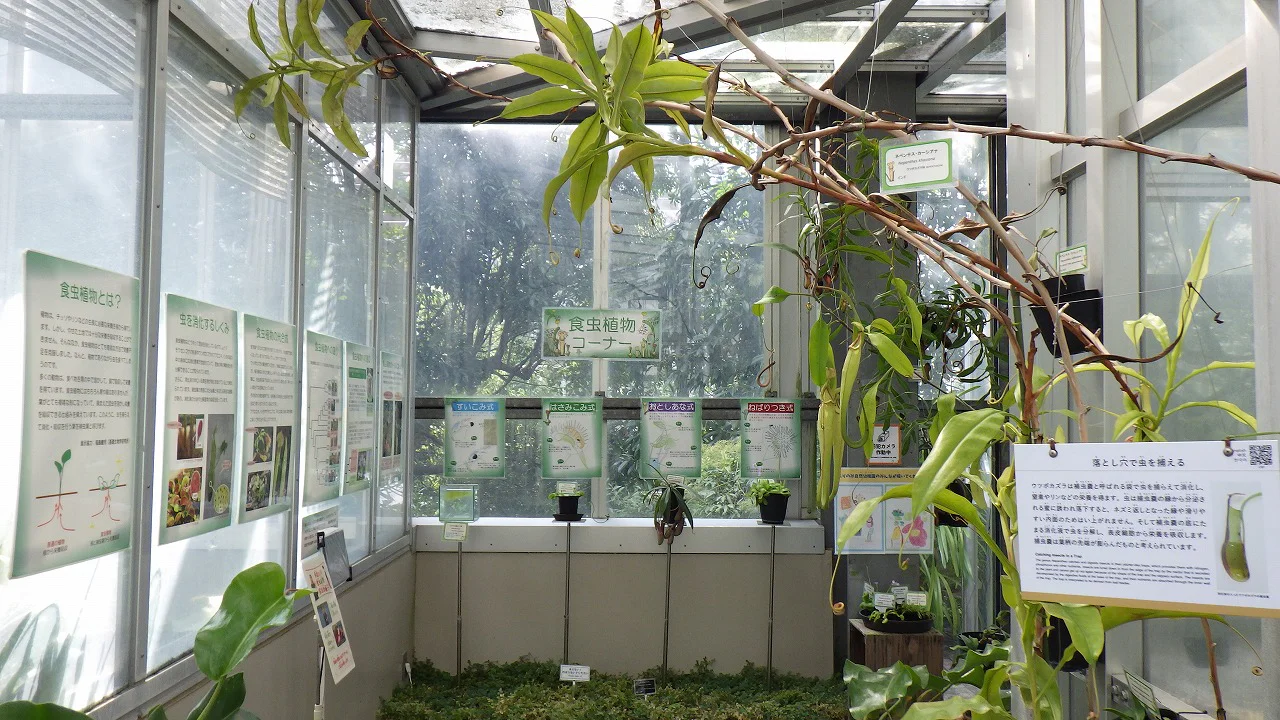食虫植物コーナー