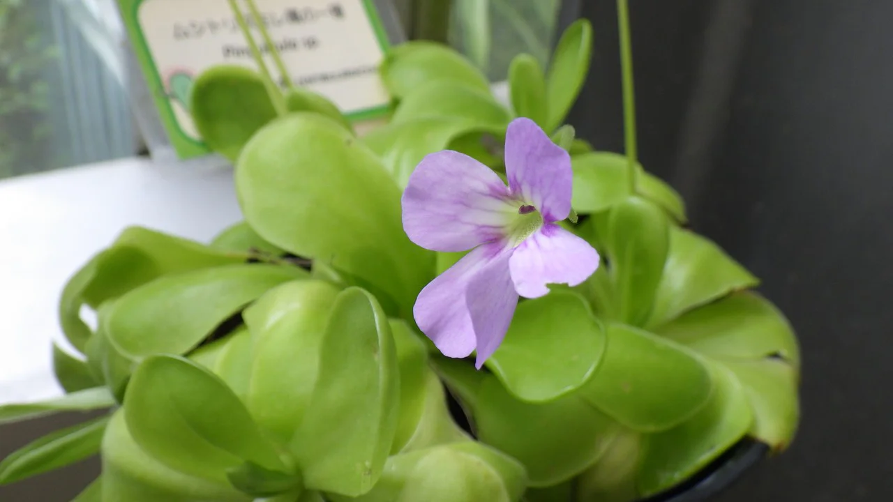 食虫植物コーナー