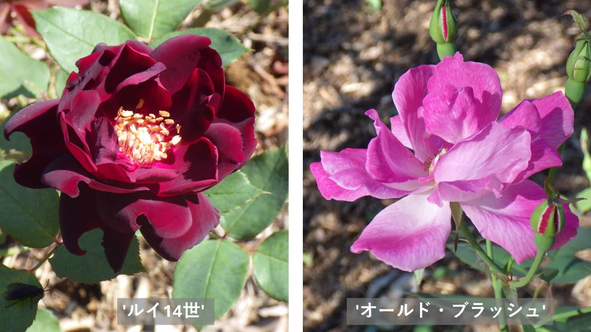 バラ各種