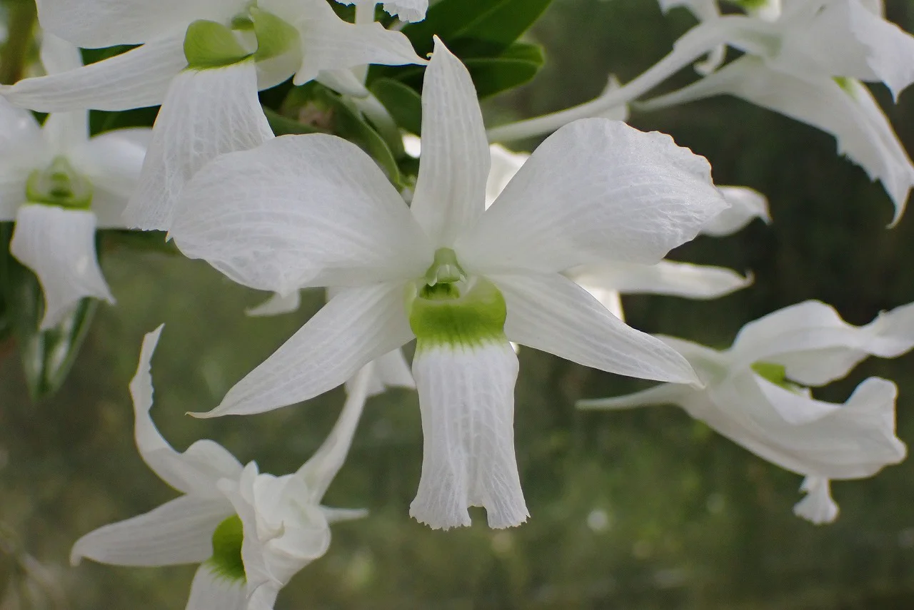 デンドロビウム・サンデラエ・ルゾニクム