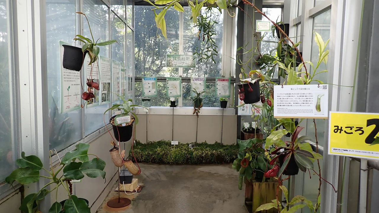 食虫植物コーナー