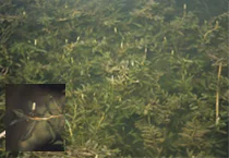 植物多様性とは11