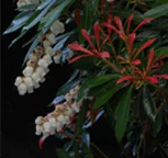 植物多様性とは08