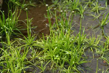 植物多様性とは06