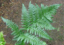 植物多様性とは07