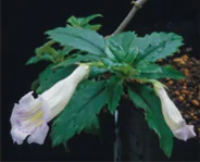 植物多様性とは05