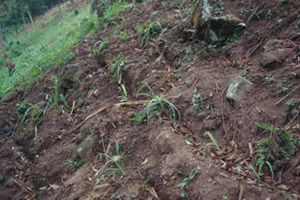 絶滅危惧植物とは06