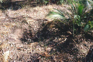 絶滅危惧植物とは09