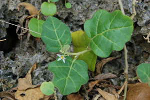 絶滅危惧植物とは07