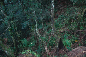 絶滅危惧植物とは05