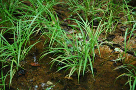 絶滅危惧植物保全15