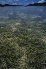 絶滅危惧植物保全11