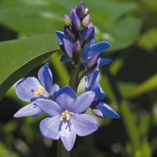 絶滅危惧植物保全09