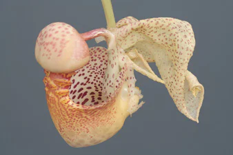 絶滅危惧植物保全07