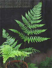 絶滅危惧植物保全03