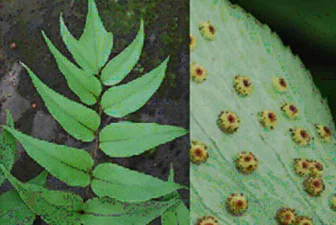 絶滅危惧植物保全02