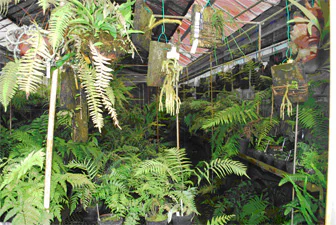 絶滅危惧植物保全01