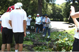 さとうきび夏07