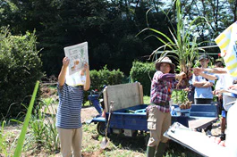 さとうきび夏02