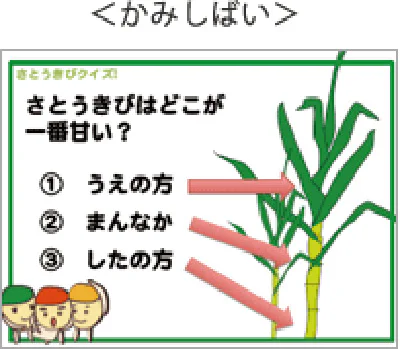 さとうきび秋08