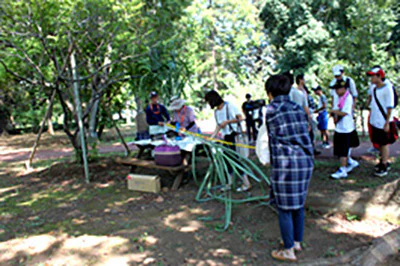 さとうきび秋04