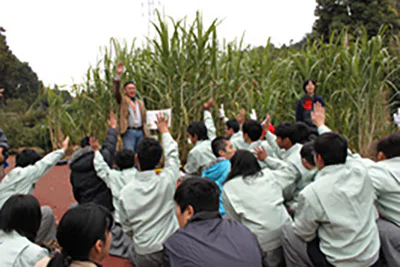 さとうきび冬05