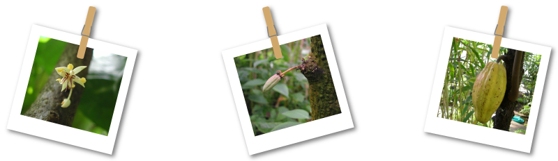 カカオ豆生産とカカオ農家支援の取り組み