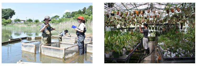 絶滅危惧植物-取組