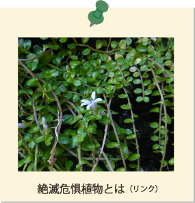 絶滅危惧植物とは