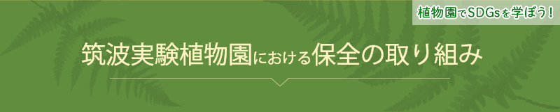 絶滅危惧植物保全の取り組み-ヘッド