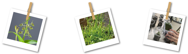 絶滅危惧植物保全の取り組み