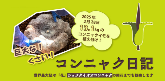 コンニャク日記-sp