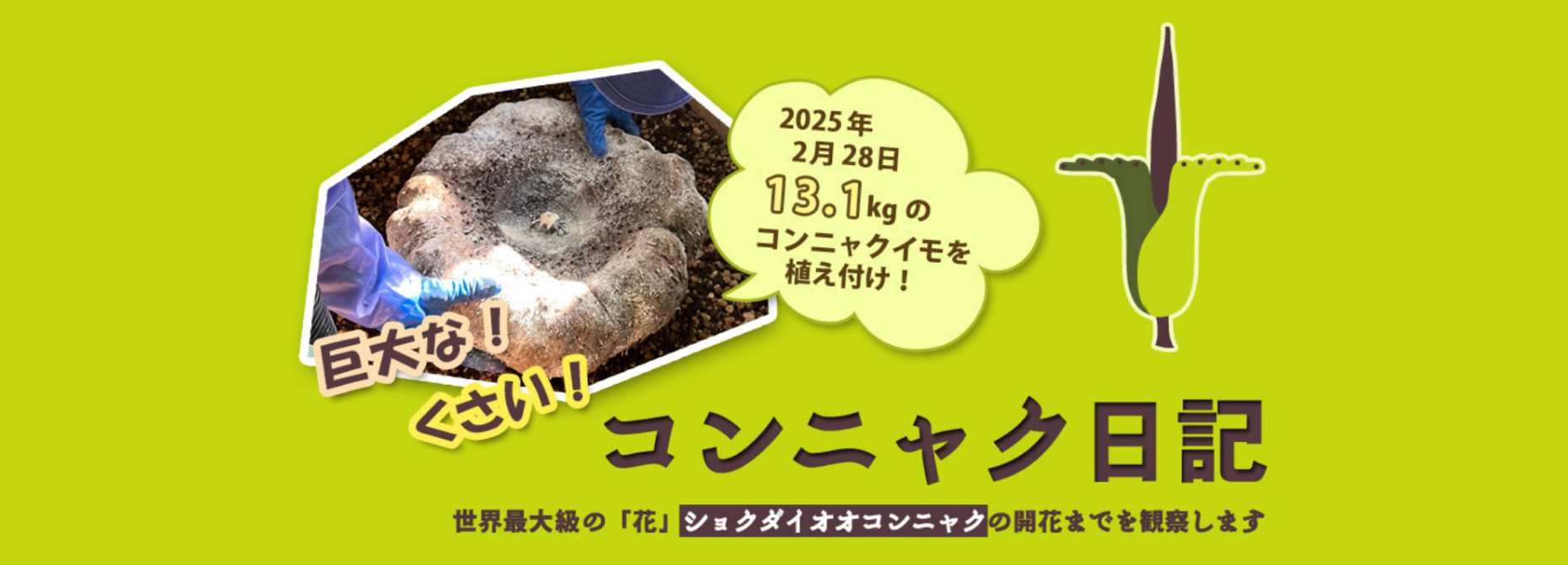 コンニャク日記-pc