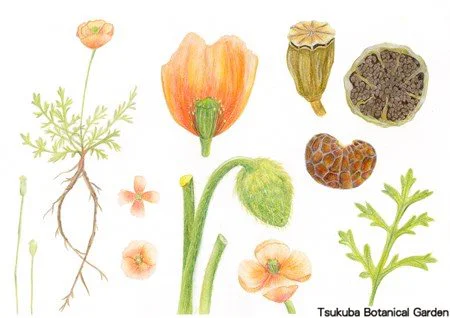 41中高ナガミヒナゲシ