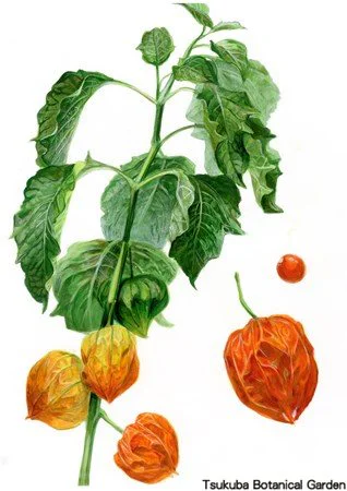 41中高ホオズキ02