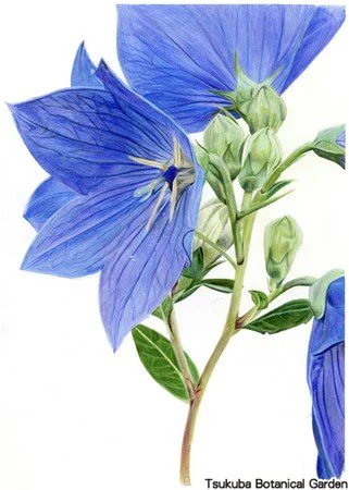 41中高キキョウ