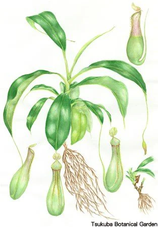 41中高ウツボカズラ