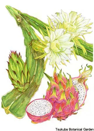 41中高ドラゴンフルーツ