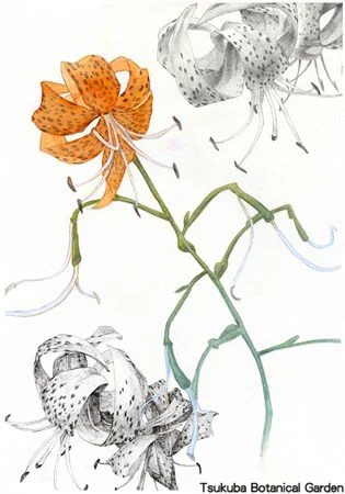 41中高オニユリ