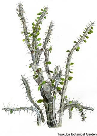 41中高アローディア・プロケラ