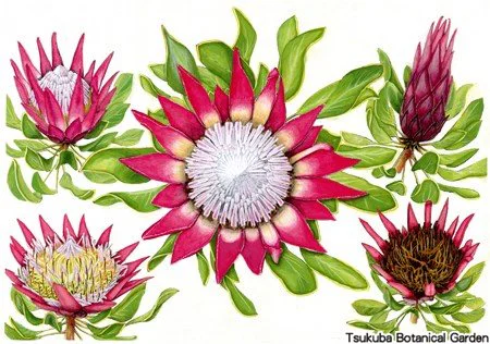 41中高キングプロテア