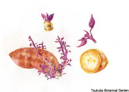 41中高サツマイモ